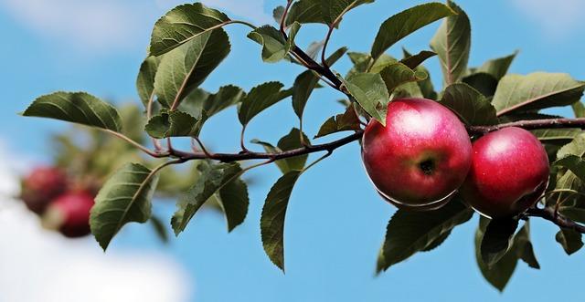 Jak Apple hodnotí obsah a aplikace